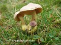 Tricholoma bufonium-amf1888